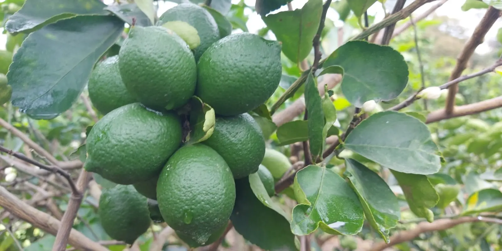 Automatizacion sistema pesaje